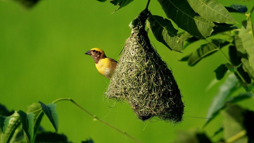 un petit nid douillet 2