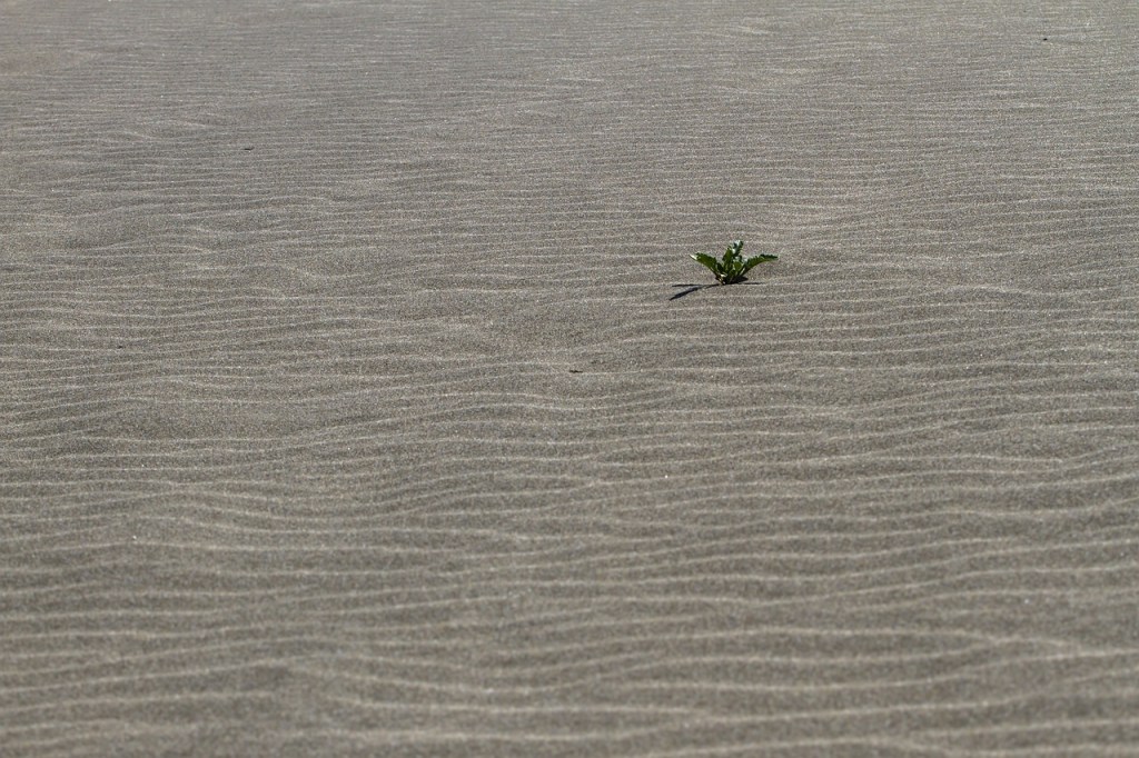 Dune de sable, une seule plante