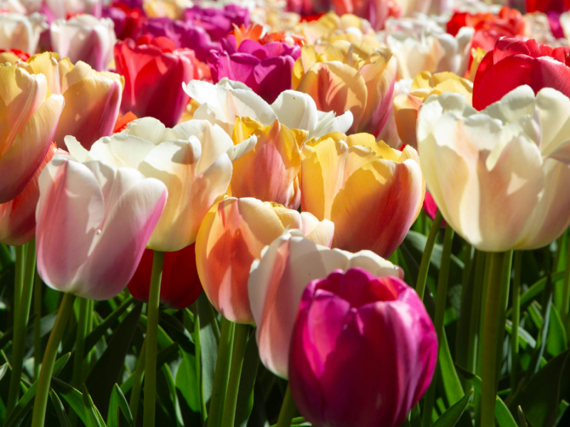 Bribes d&rsquo;idées – Mars&nbsp;2026