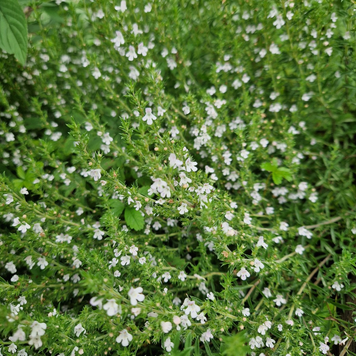 À mon jardin