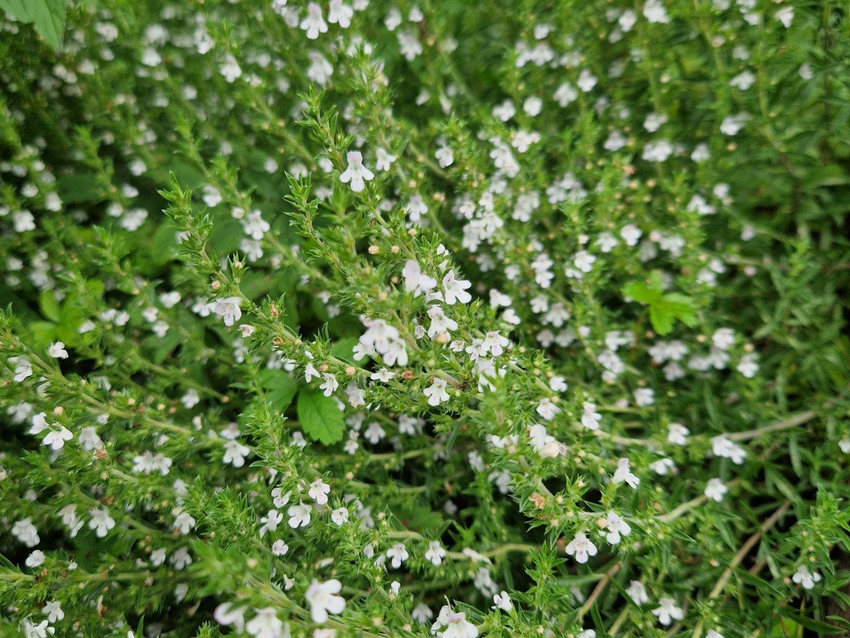 À mon jardin