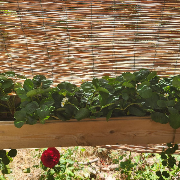 Comment j&rsquo;accueille des guêpes dans mon&nbsp;jardin