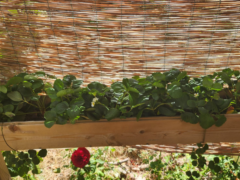 Comment j&rsquo;accueille des guêpes dans mon&nbsp;jardin